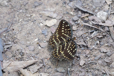 Close-up of butterfly on ground