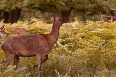 Side view of horse standing on land