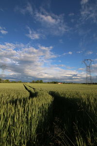 Scenic view of agricultural field against sky