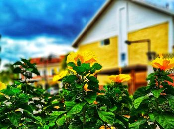 Close-up of yellow flowers against house