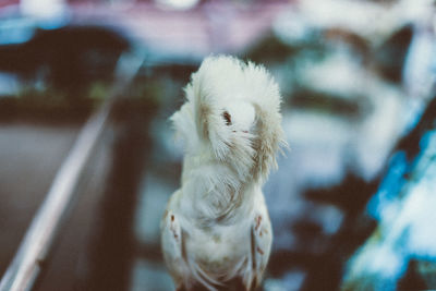 Close-up of a dove-bird pigeon