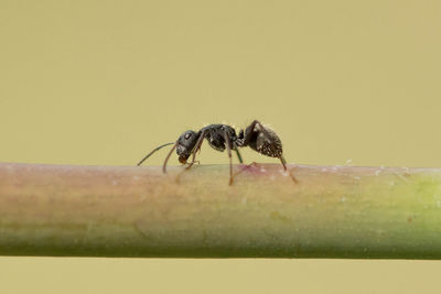 Close-up of insect on plant stem