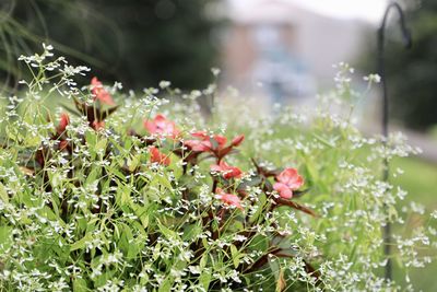 Close-up of red flowering plant