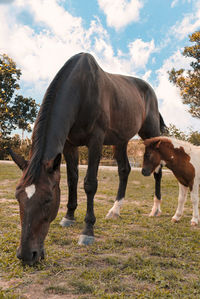 Horses grazing in a field