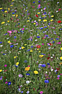 Close-up of purple flowering plants on field
