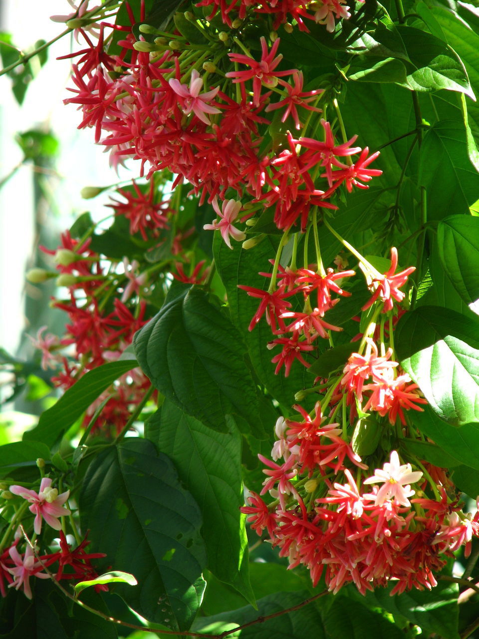CLOSE-UP OF RED FLOWERS ON PLANT OUTDOORS
