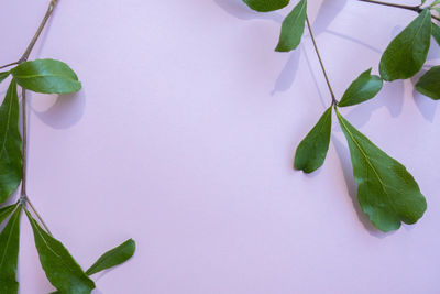 Close-up of fresh green plant against white wall