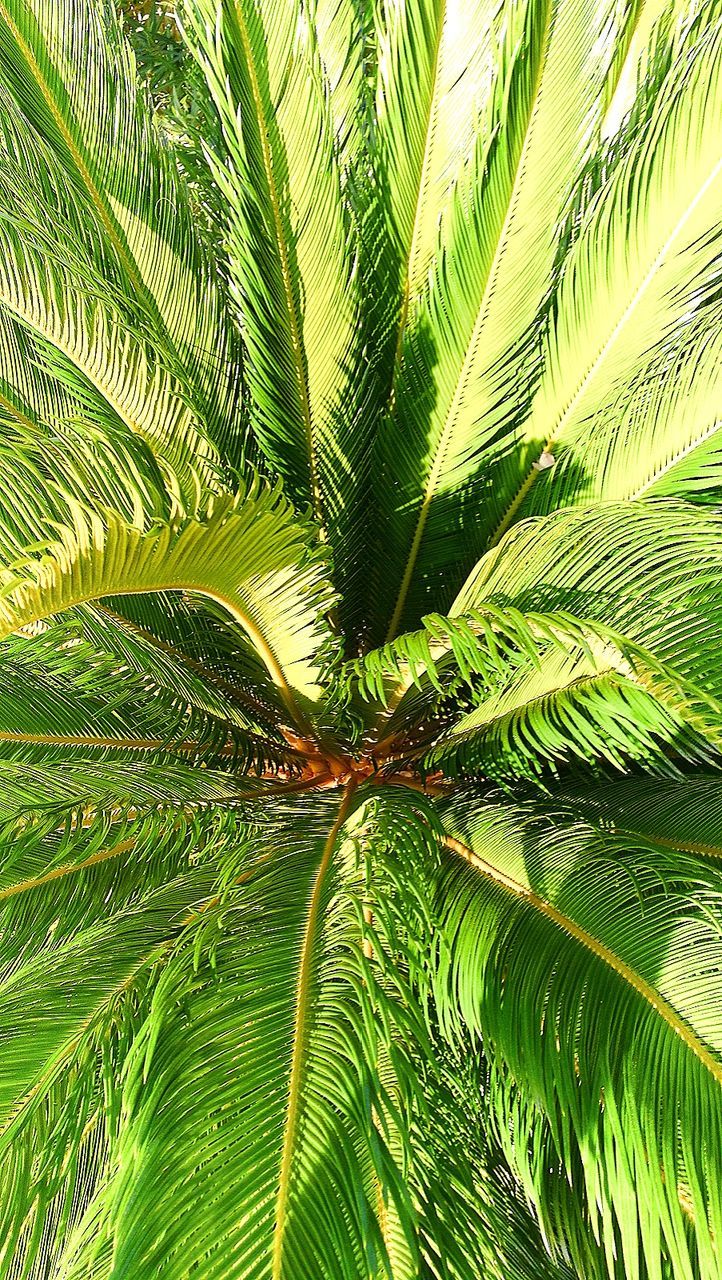 leaf, green color, plant part, plant, growth, palm tree, tropical climate, tree, beauty in nature, palm leaf, nature, no people, close-up, backgrounds, day, tranquility, full frame, sunlight, outdoors, freshness, coconut palm tree, leaves, tropical tree, rainforest