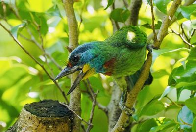 Close-up of bird perching on tree