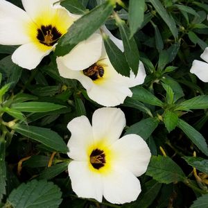 Close-up of white flower