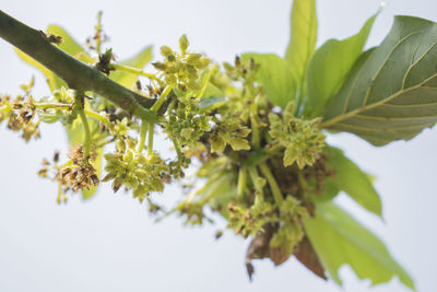 Low angle view of flower tree against sky