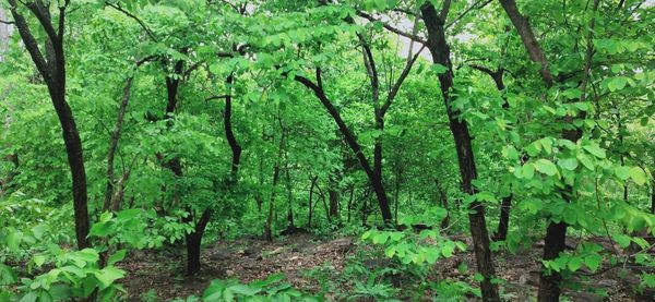 Scenic view of forest