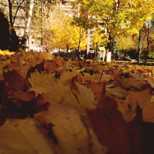 Close-up of yellow maple leaves against trees