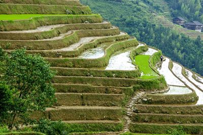 Scenic view of agricultural field