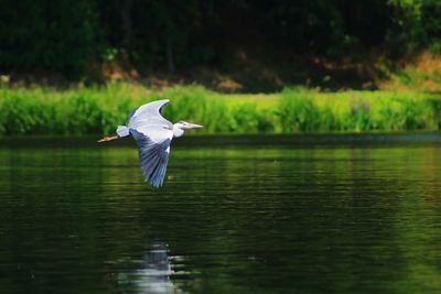 Bird flying over lake