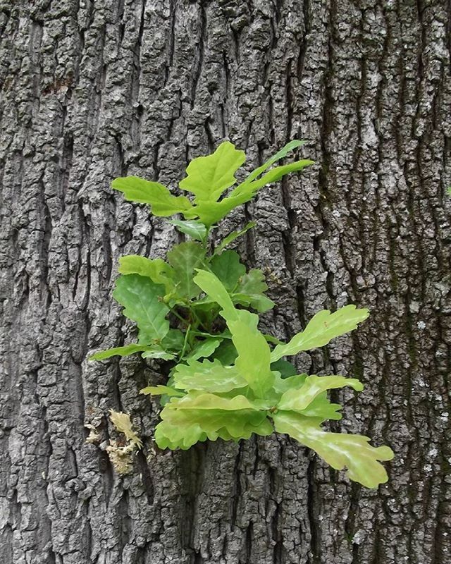 tree trunk, growth, leaf, nature, tree, textured, green color, close-up, bark, growing, rough, plant, wood - material, natural pattern, tranquility, day, outdoors, botany, beauty in nature, forest