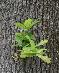 tree trunk