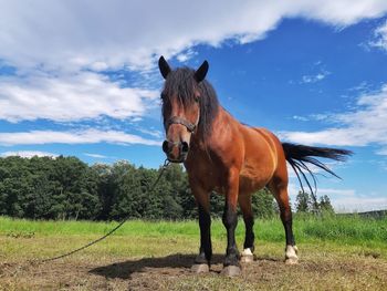 Horse standing on field against sky