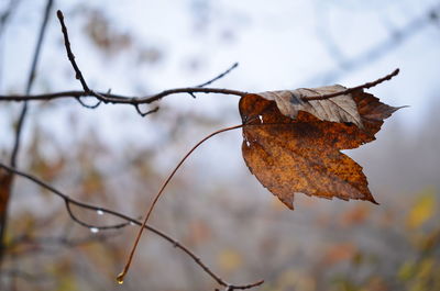 Close-up of dry maple leaves on tree during winter