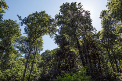 Low angle view of trees in forest against sky