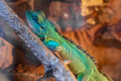 Portrait of a chinese water dragon in captivity