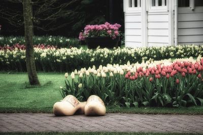 View of flowering plants in back yard