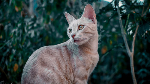 Close-up of a cat looking away