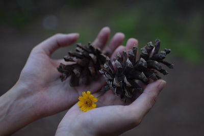 Close-up of hand holding plant