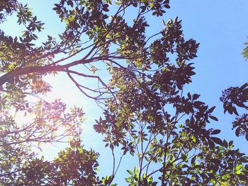 Low angle view of trees against sky
