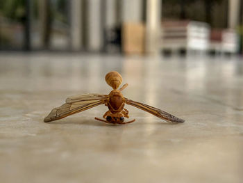 Close-up of insect on table