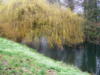 Scenic view of grass and trees against sky
