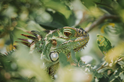 Close-up of iguana