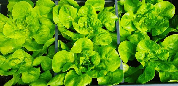 Full frame shot of fresh green leaves