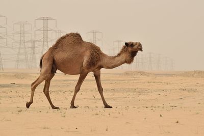 Side view of camel walking in desert