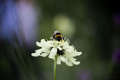 Close-up of bee on flower