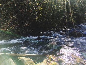 Stream flowing in forest