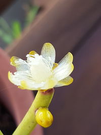 Close-up of yellow flower against blurred background