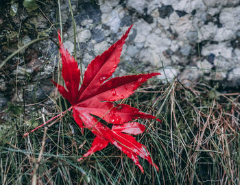 Close-up of red maple leaf on water