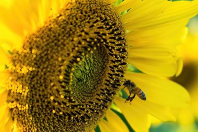 Close-up of sunflower