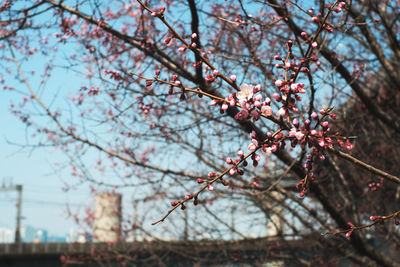 Low angle view of cherry blossom tree