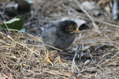 High angle view of bird on field