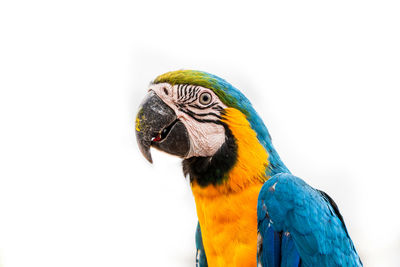 Close-up of a parrot