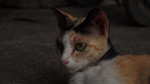 Close-up of a cat looking away