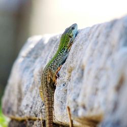 Close-up of lizard on stone