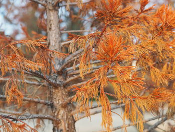 Close-up of autumn tree