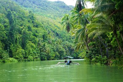 Scenic view of river in forest