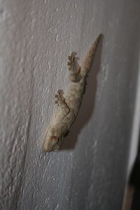 Close-up of lizard