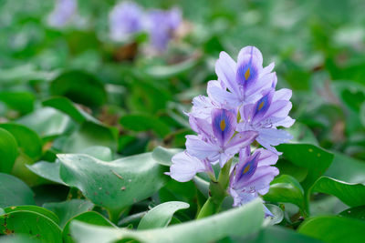 Close-up of purple flowers blooming outdoors