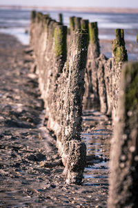 Close-up of tree trunk on field