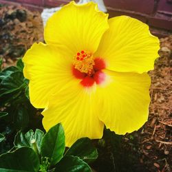 Close-up of yellow flowering plant